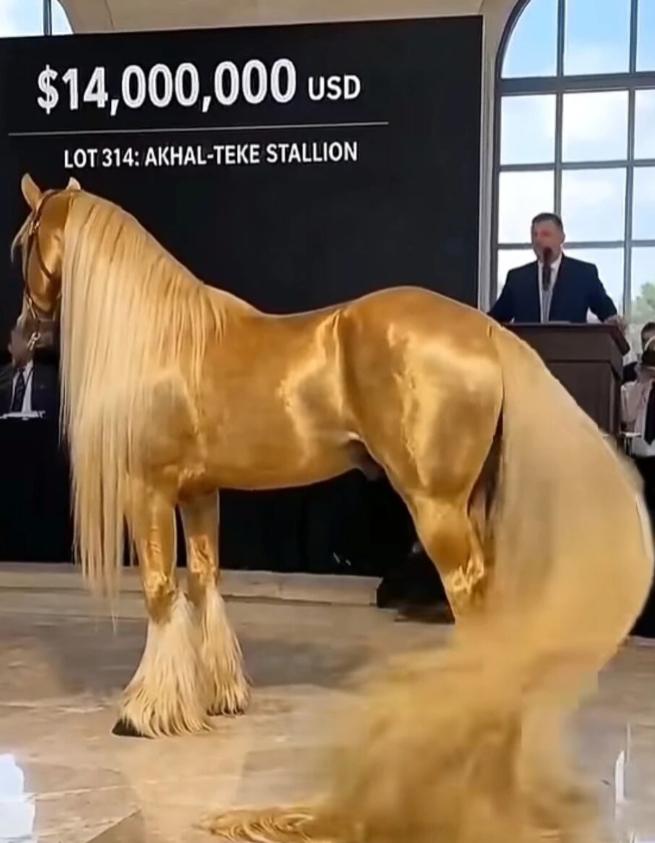 2019年，俄罗斯国际马匹拍卖会上，人们终于见到了源自土库曼斯坦、超过4000年