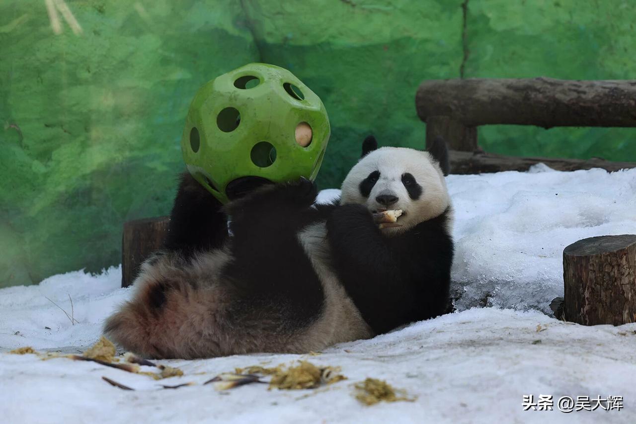 3月27日，莫斯科动物园里的中国大熊猫。