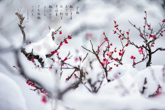 共和先驱（致敬孙中山）
 
【一】
山河沉暮锁残秋，
万户哀声满故州。
抛却医囊