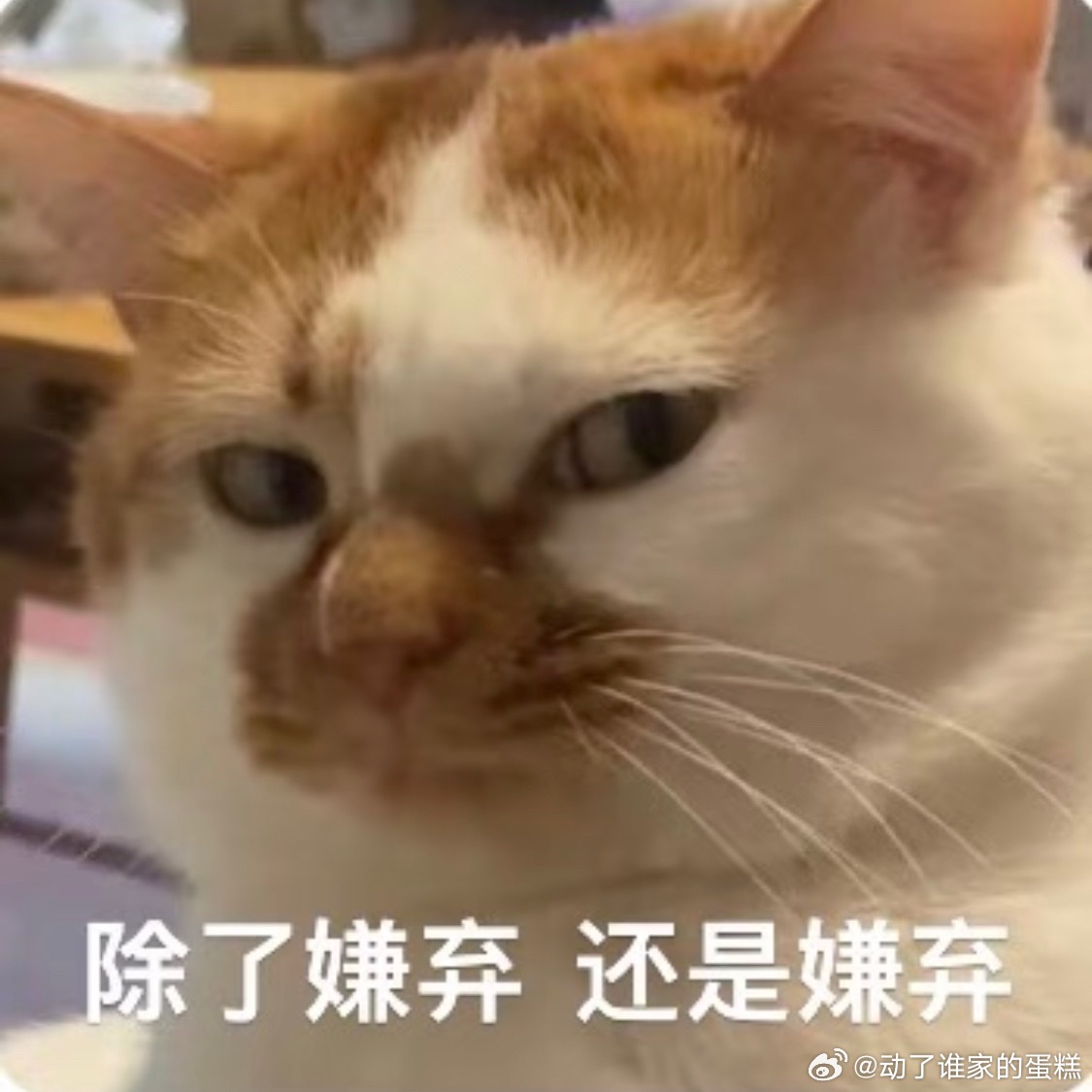 肖战杨紫内娱拍立得鼻祖1.帮我提一下裙子（买个热搜2.三人行酒会，录视频（买个热