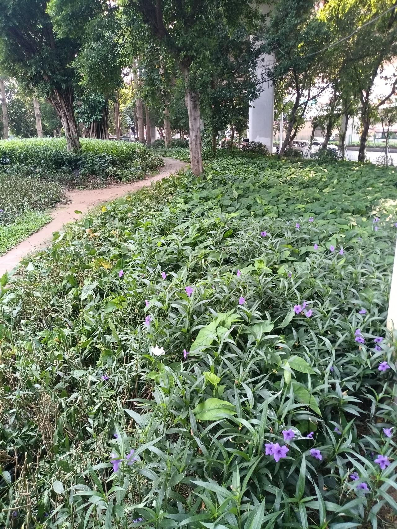广州海珠区东晓南路和新滘西路交界处，一个小公园绿化带种了非常的树木，还种植了大量