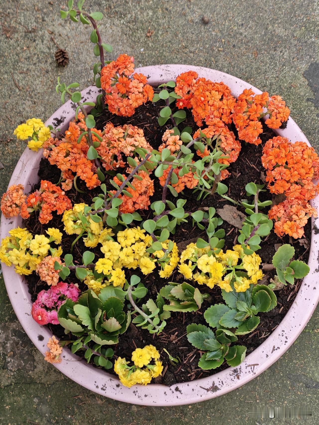 眼看春天就要落幕，阳台的长寿花还在美美的开着。

不想错过扦插的最佳时间，忍痛割