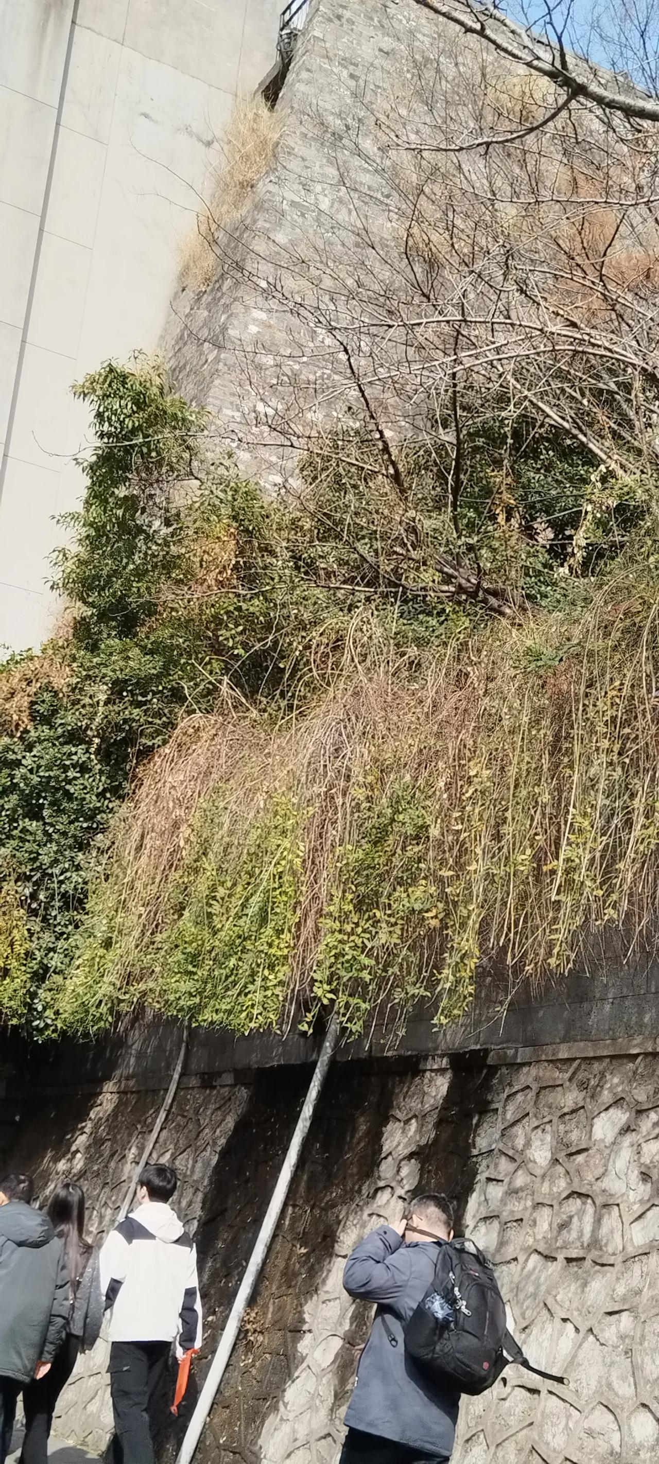 探索城市角落就像是一场古迹探访之旅。就像大年初二的南京鸡鸣寺路樱花大道，花枝还含