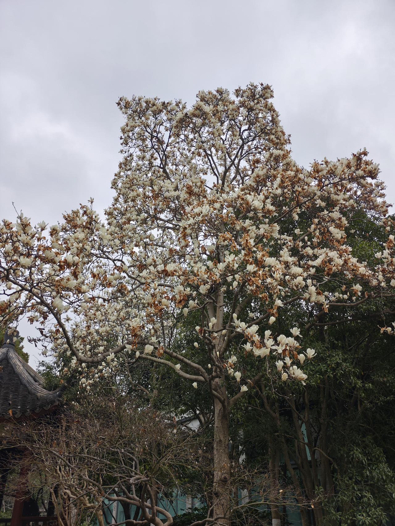 伊朗防空困境警示我们，现代战争是体系对抗而非单一装备比拼。唯有构建全域联动、高效