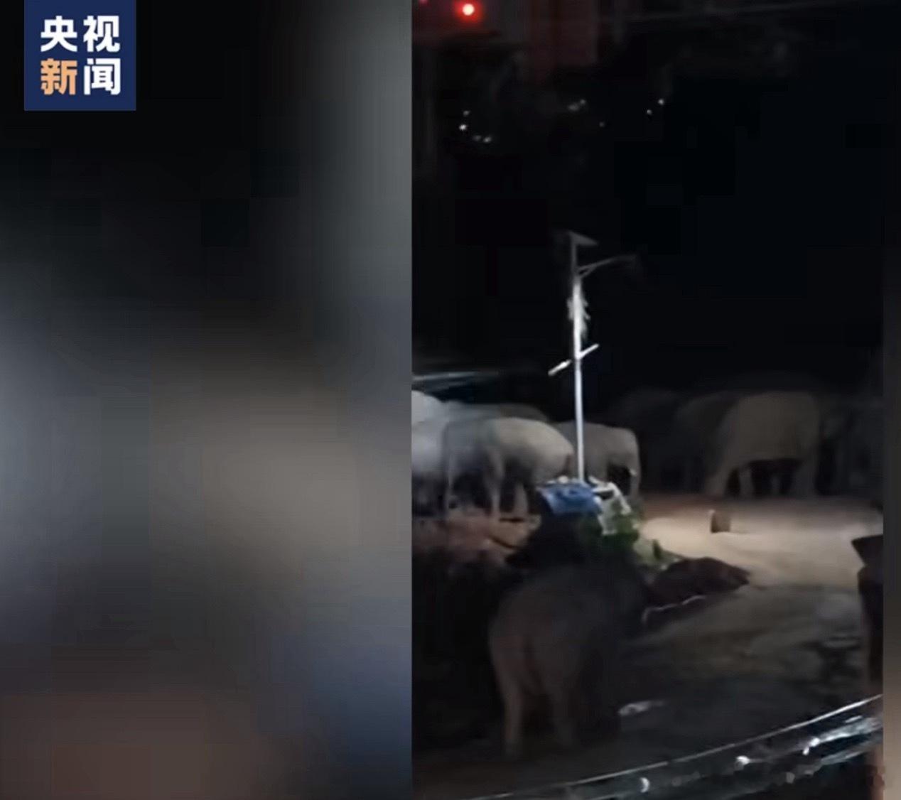 深夜门口站满了大象     云南一个村子夜里直接迎来50头野生大象组团串门，规模