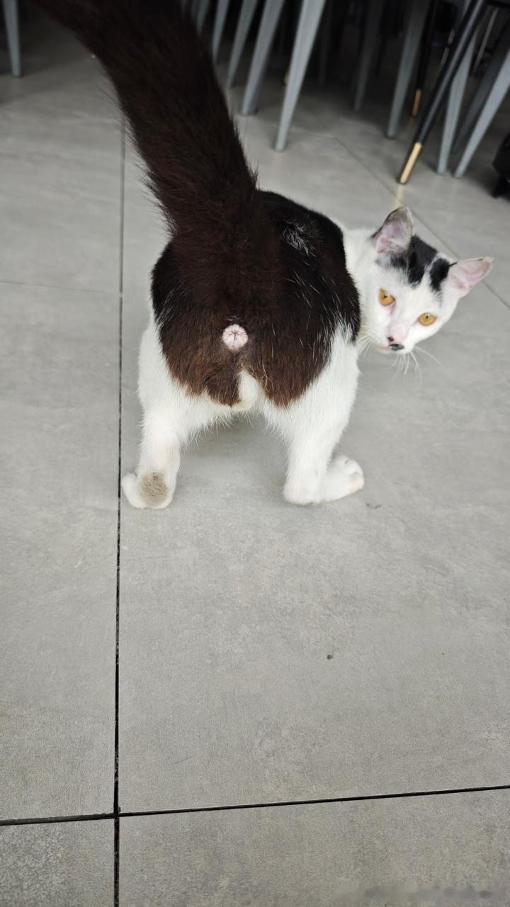 50767【丑猫】如果动图没卡可能更雷霆（皮下：动图卡了看不了好可惜