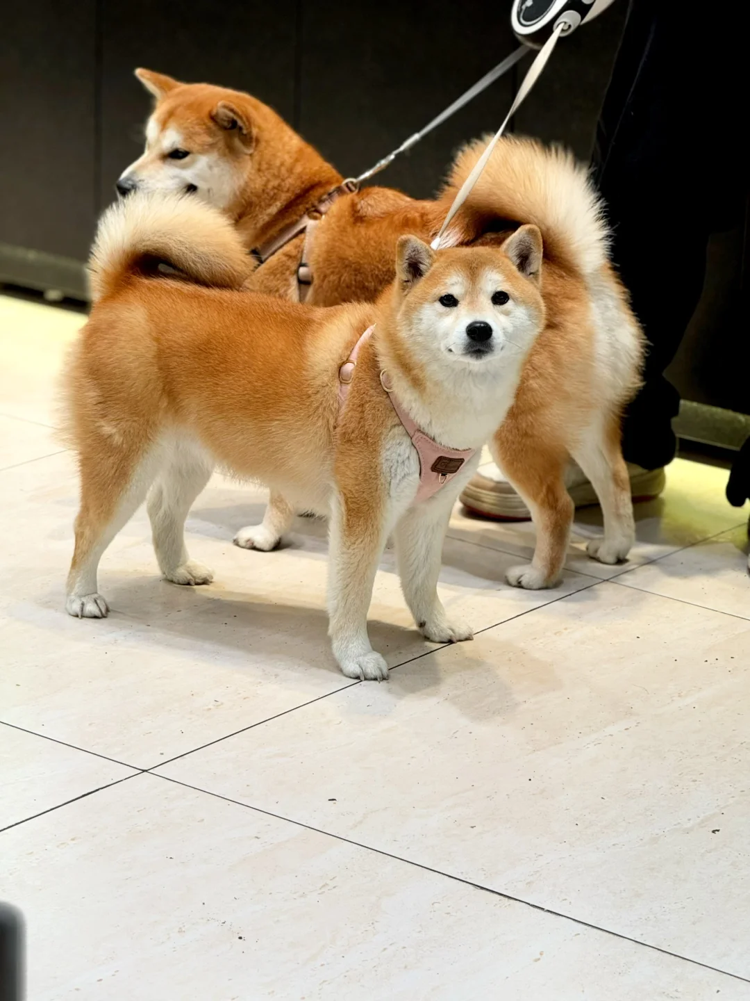 咦 这不是我家的狗子吗？