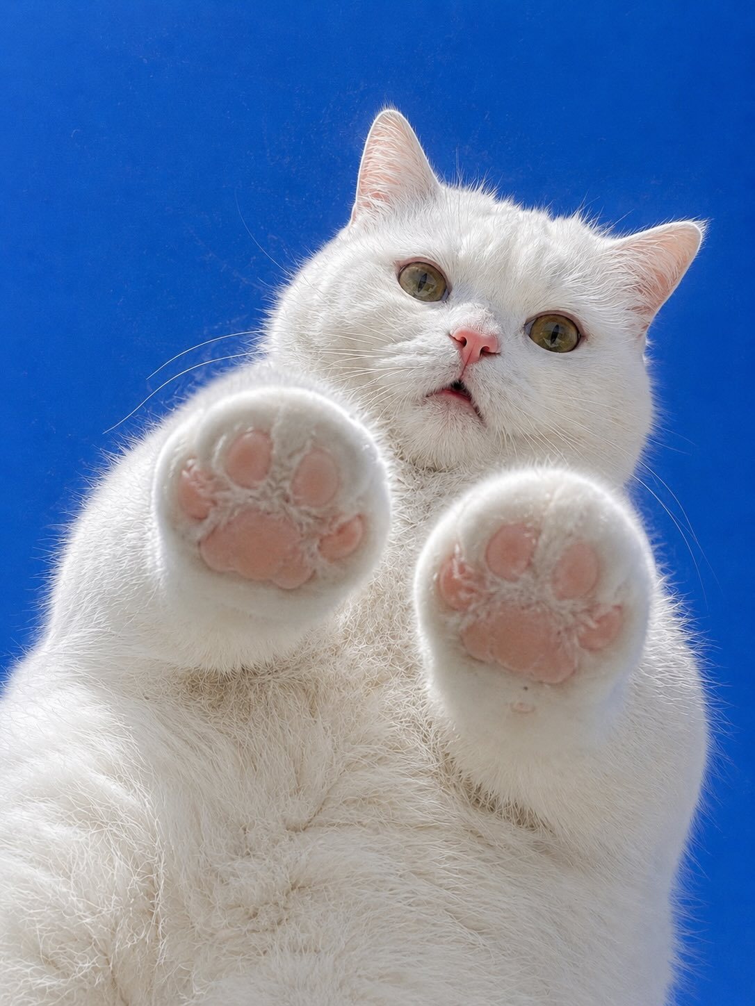 🐈 