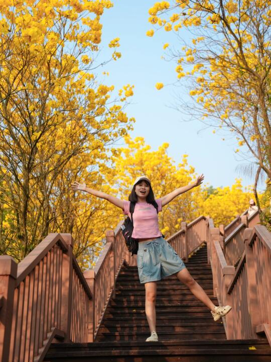 厦门地铁直达，黄花风铃木栈道🌼