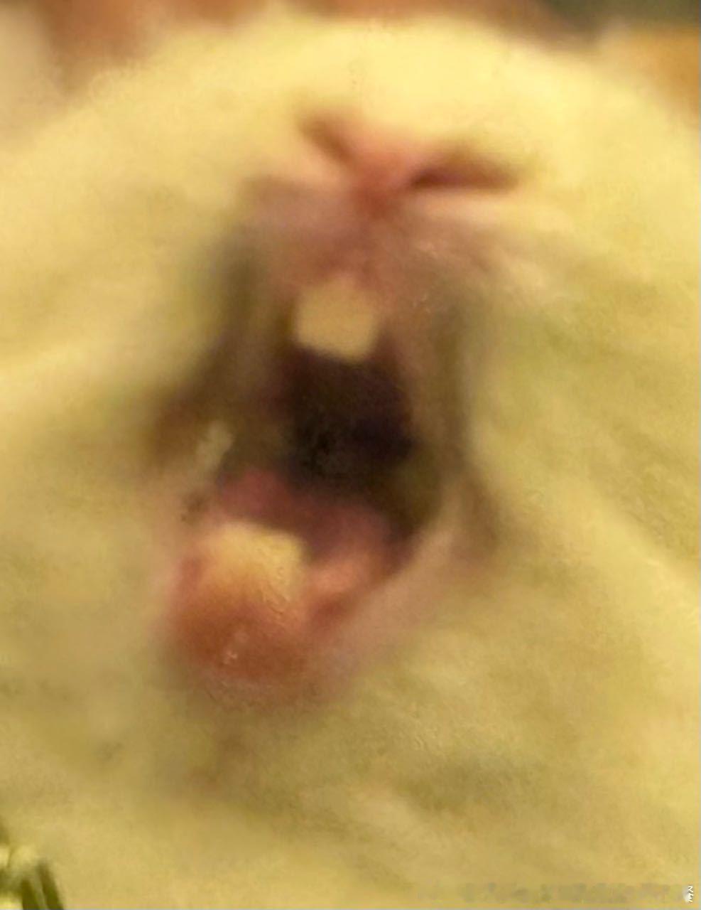 14221🐇【】此为何物 