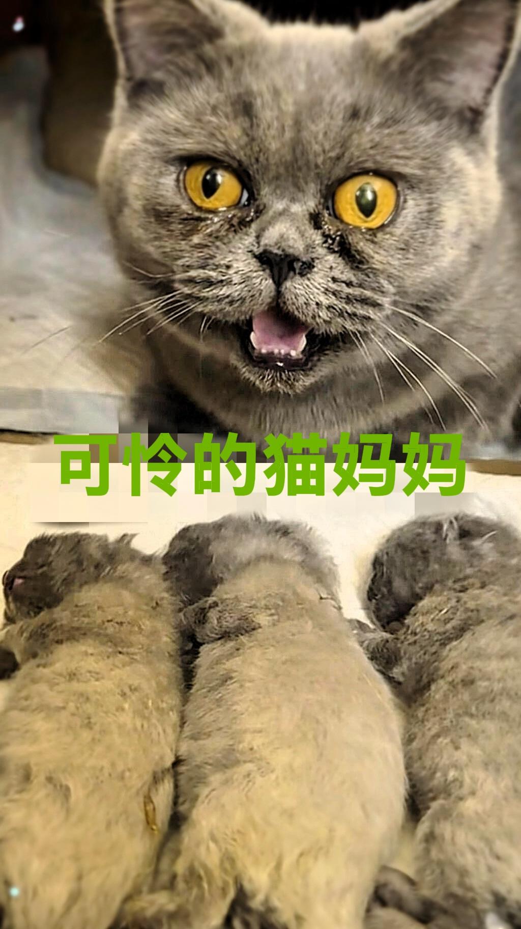 不查不知道
一查才明白，
原来摔S小猫的6岁男孩是女子的外甥。

他当着猫妈妈的