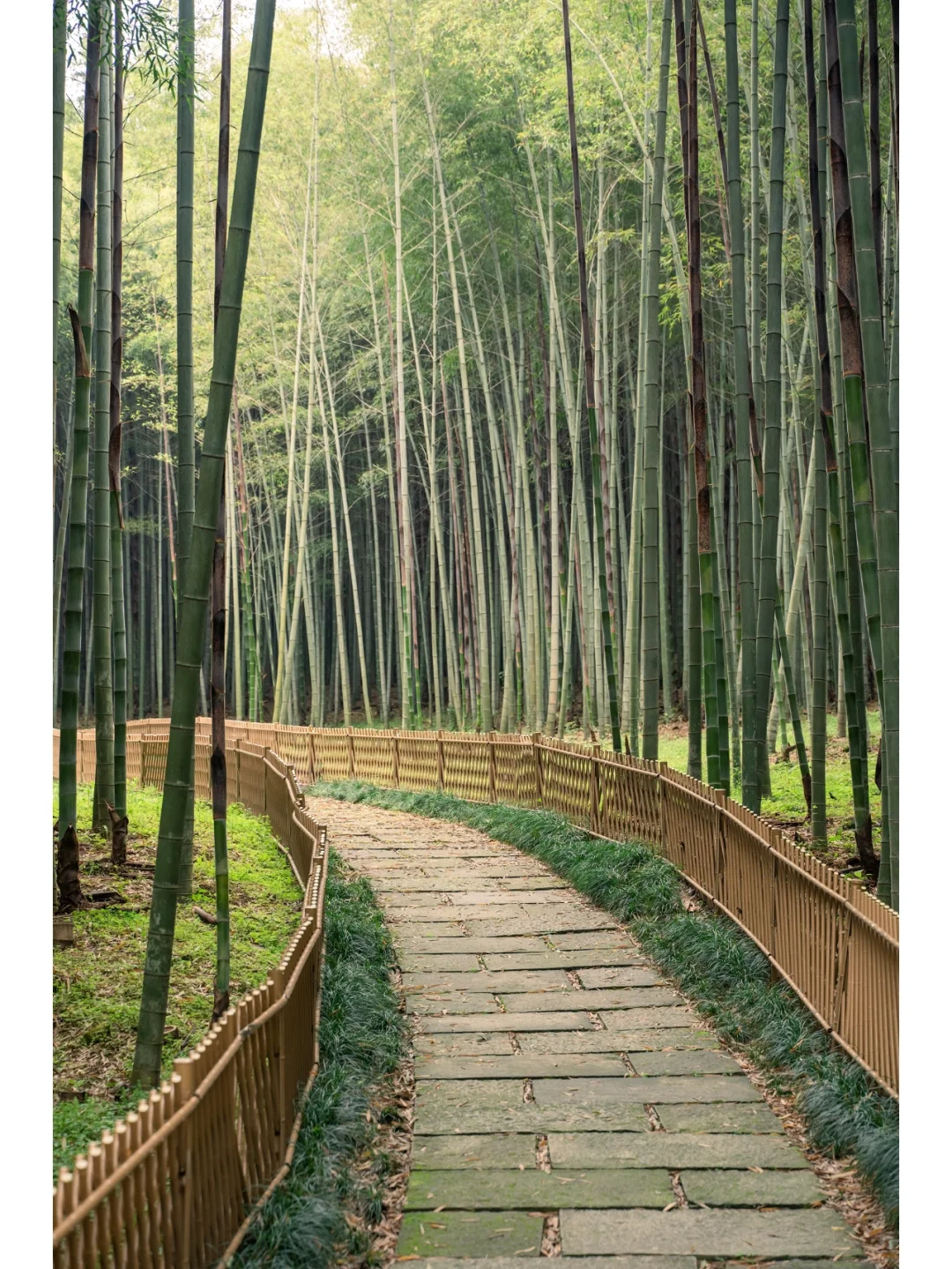 曲径通幽处｜隐藏在杭州市区的天然氧吧