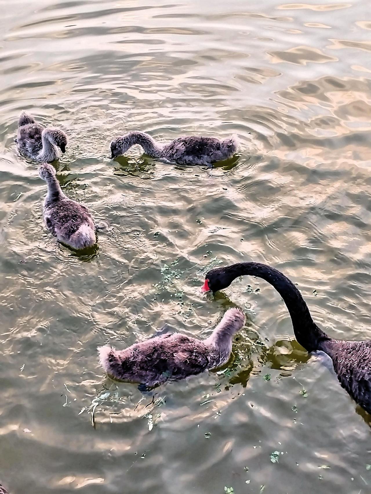 黑天鹅一家于水边悠然嬉戏，惬意非常！🦢💦🌿瞧那黑天鹅爸爸，身姿优雅至极，时