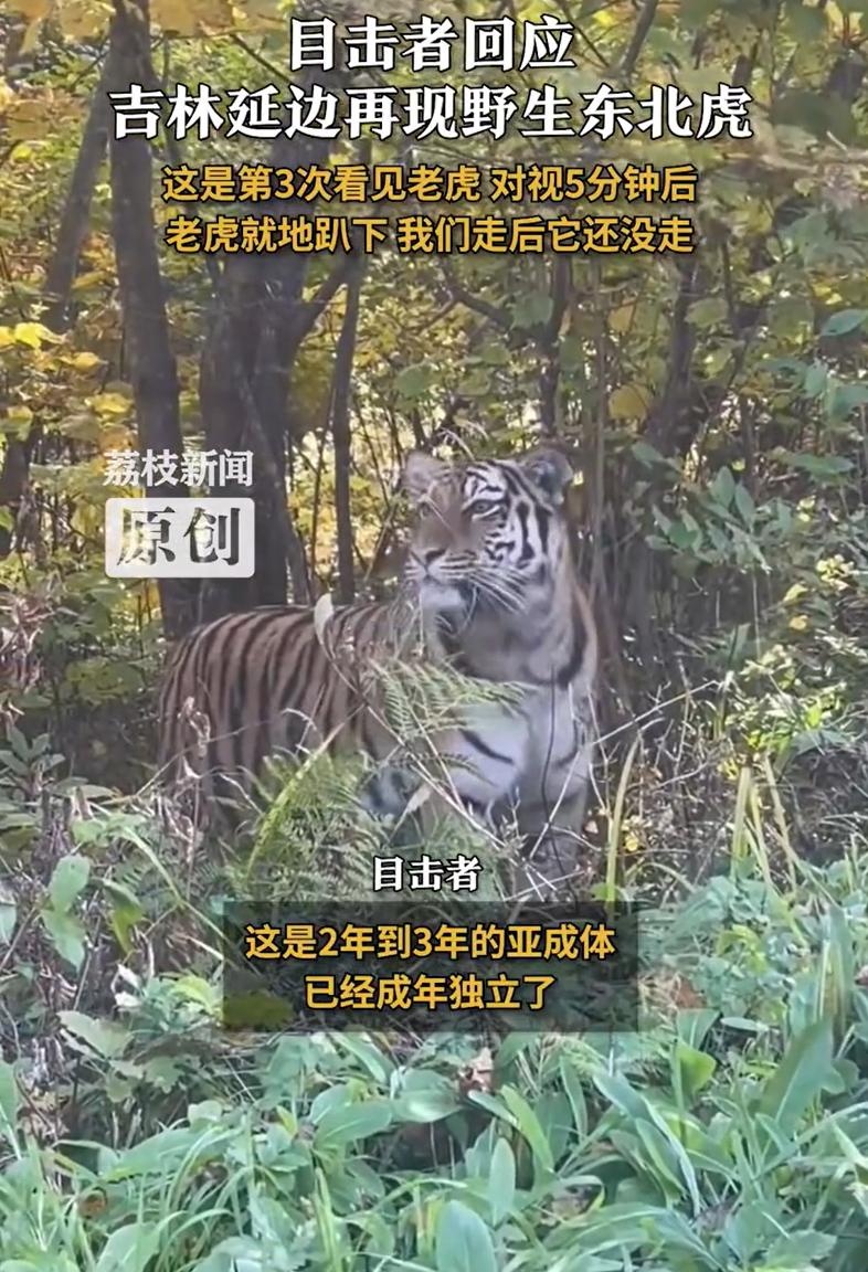 “这胆子是真大！”吉林延边，一男子在野外开车途中，突然看到一只野生东北虎，随后就