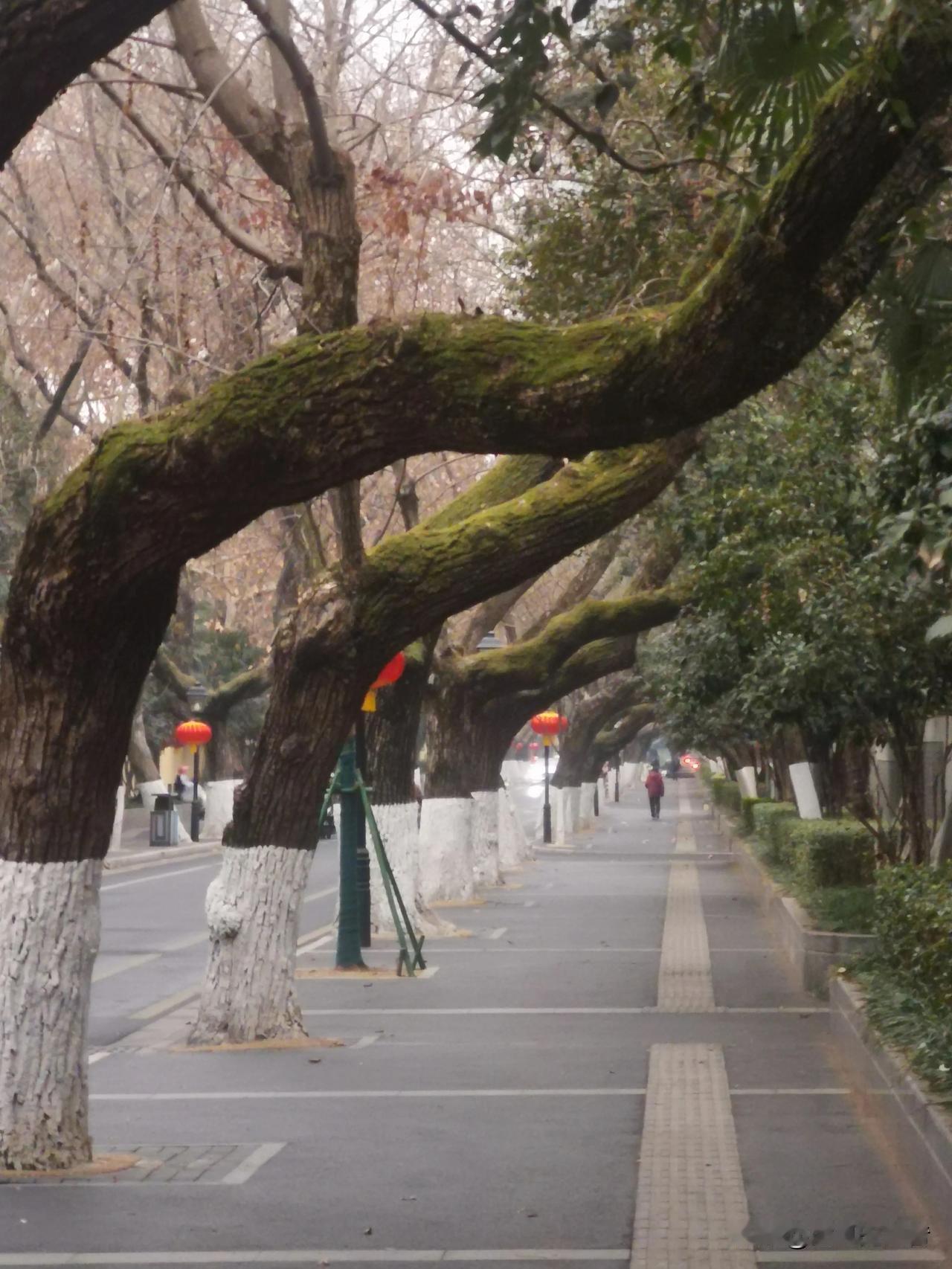 本来也可以不用这么早的！临近春节，单位人心早就散了，年轻一点的已经在与女朋友约会