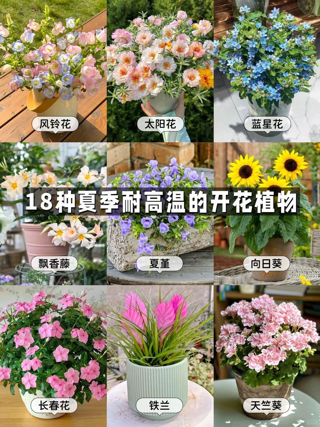 18种适合夏天种植的开花植物，天气越热，开花越爆，生长越快，名副其实耐热疯长 