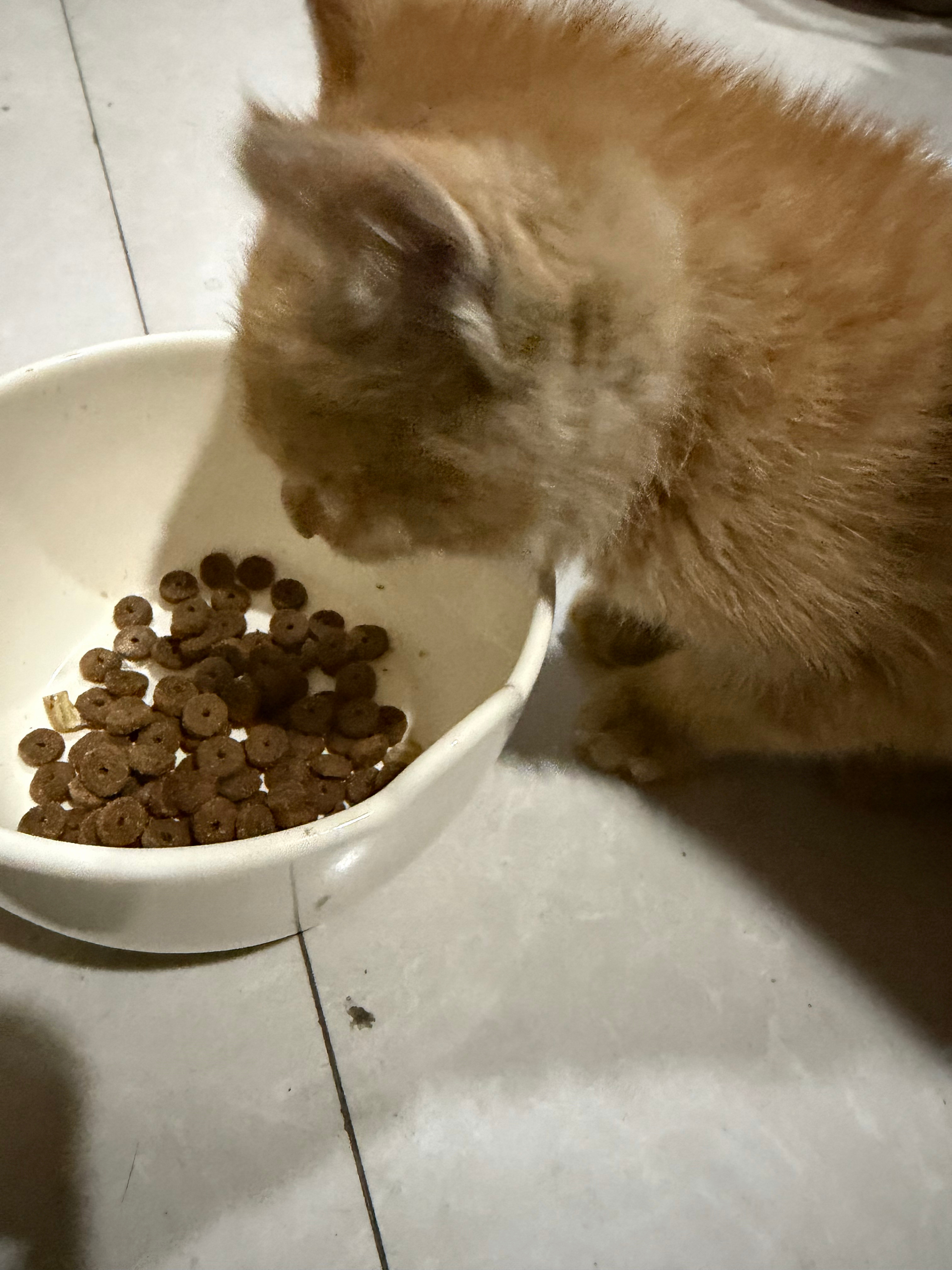 我妈趁我不在家喂了大半罐冻干给猪咪吃了醉了养成挑食店习惯可不好我平时一天就喂几颗