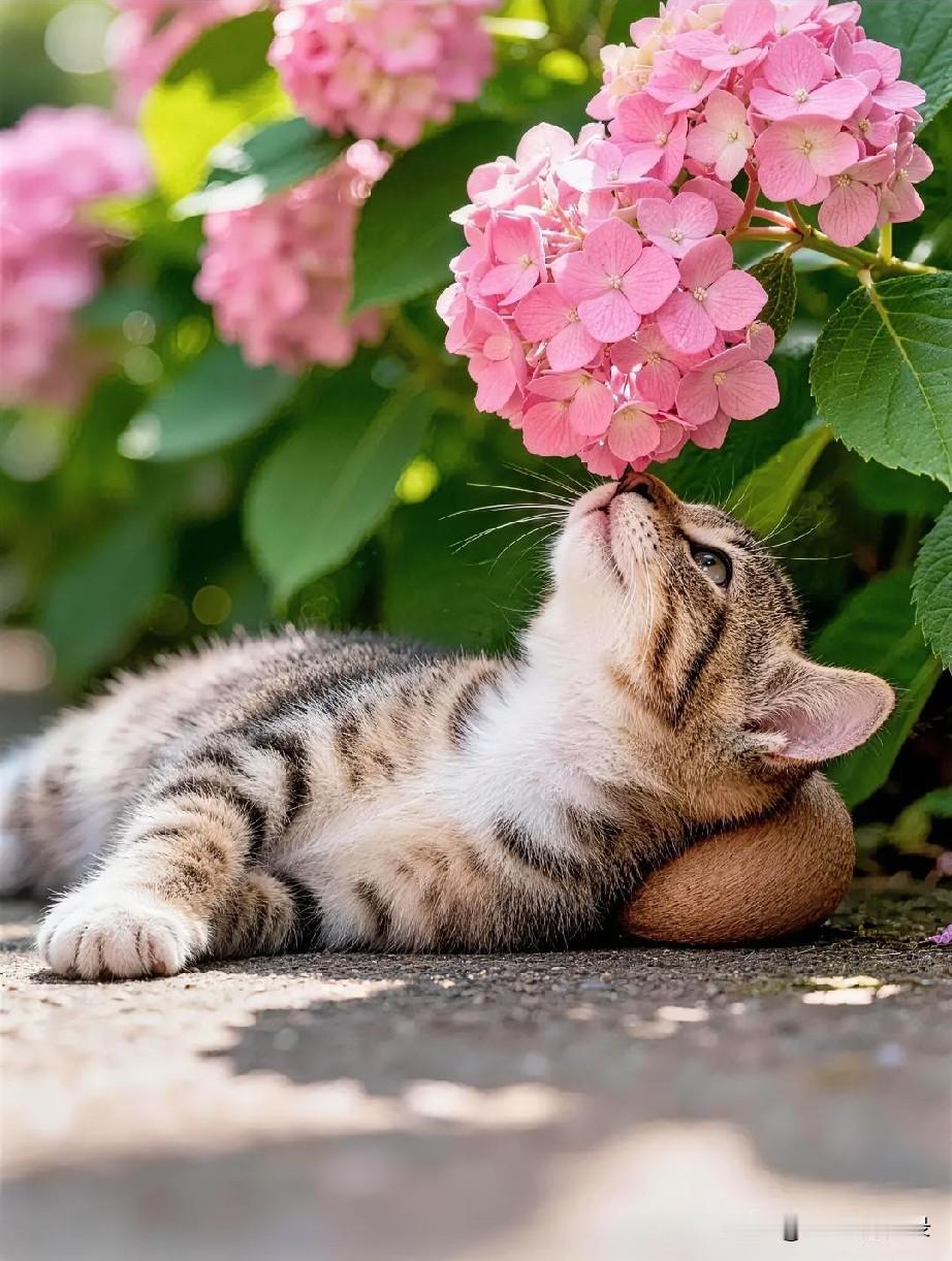 花团成云，猫伴清夏，惜当下，守平淡。猫伴花间，定格温柔画面，收藏一整个夏天。用心