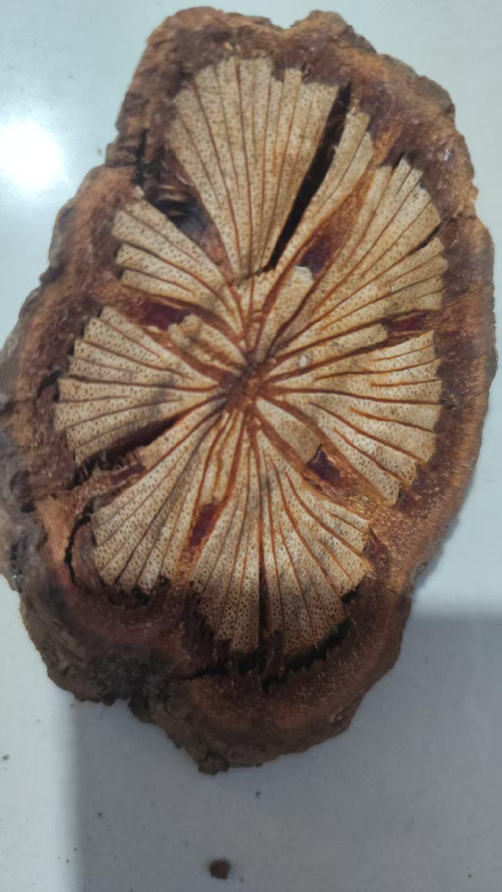 我大姐知道这是什么吗，我爸不知道从哪里捡来几块这个木片，还挺好看的，像银杏叶一样