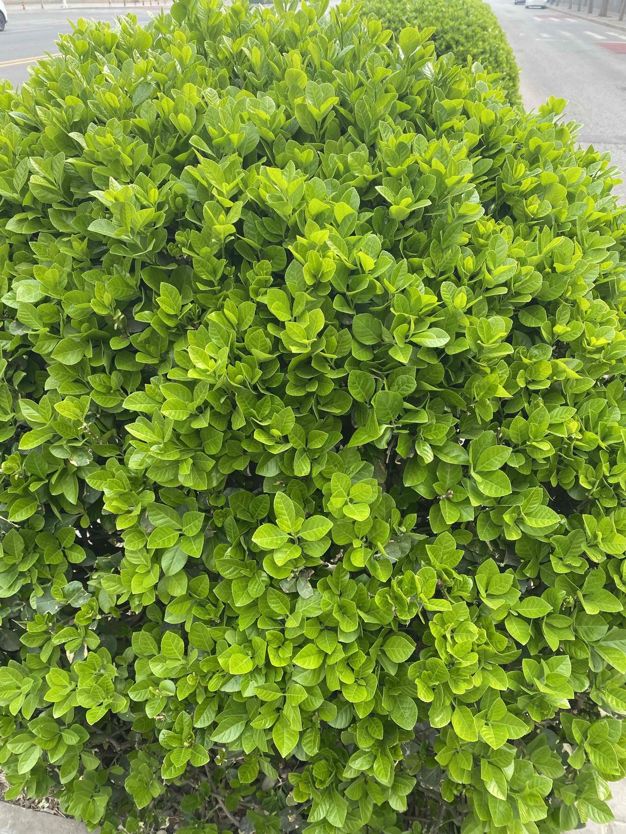 大A非常环保，纯绿色