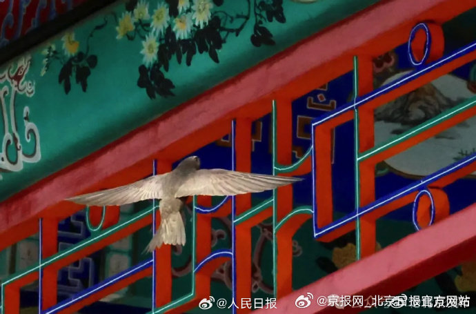 【#北京雨燕和北京古建也太配了# 】#北京雨燕是北京的生态印记# 连日来，在北京