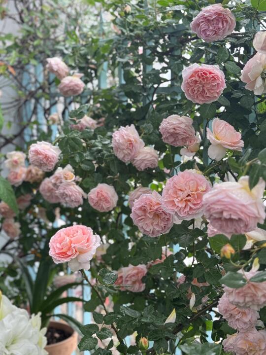 亚伯拉罕是一辈子都不会淘汰的月季品种