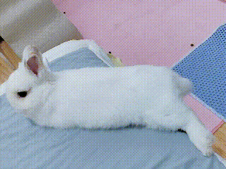 14515🐇【之前记录】母慈女孝温情摸头时刻没想到一头小猪落下床……幸好抓起来