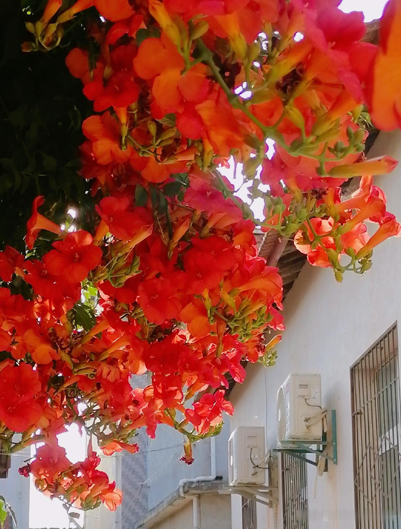 《凌霄花（李林摄于汉中城固）》
