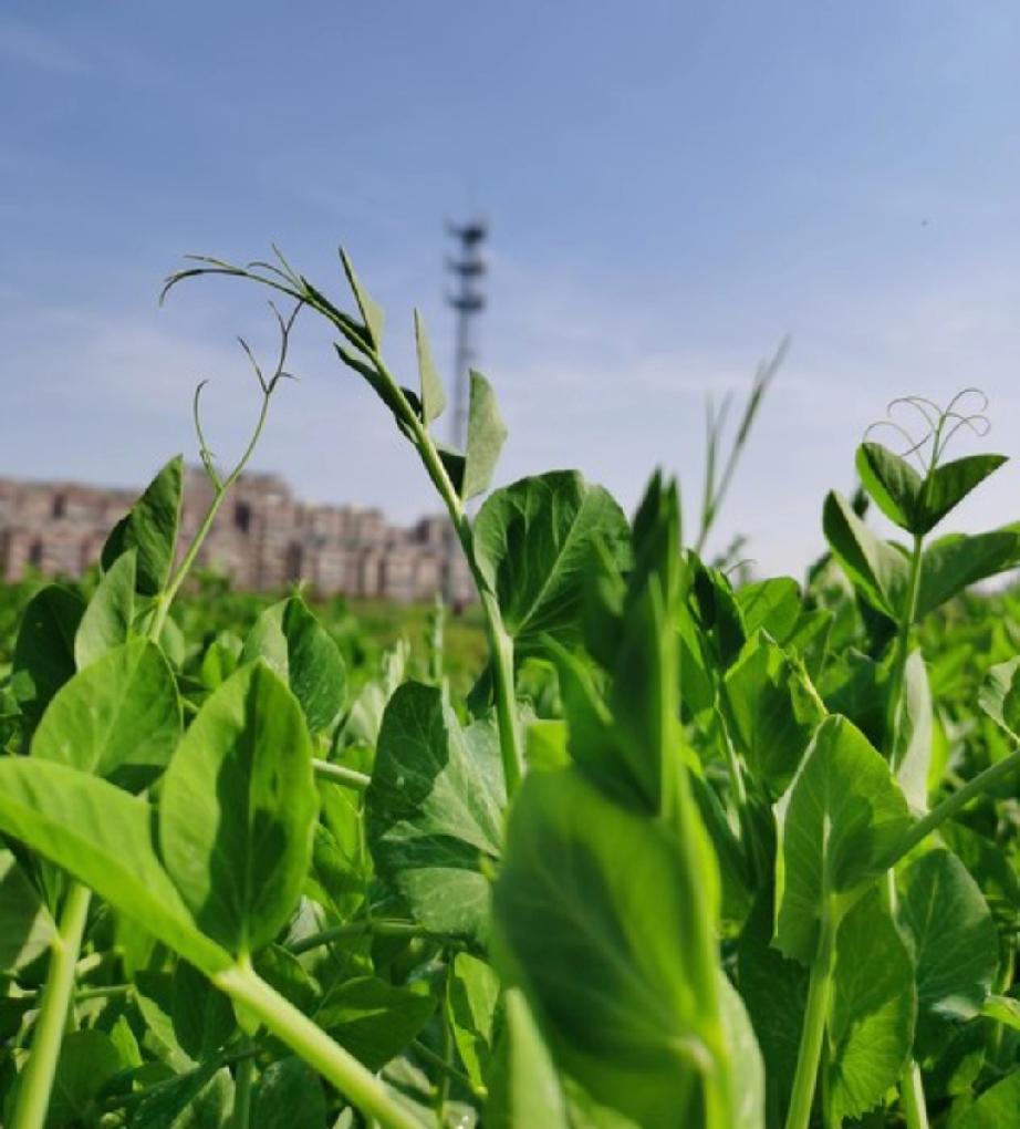 贵州豌豆尖100多元一斤仍有市场。充分的展示绿色健康食品市场，正是老百姓所追求的