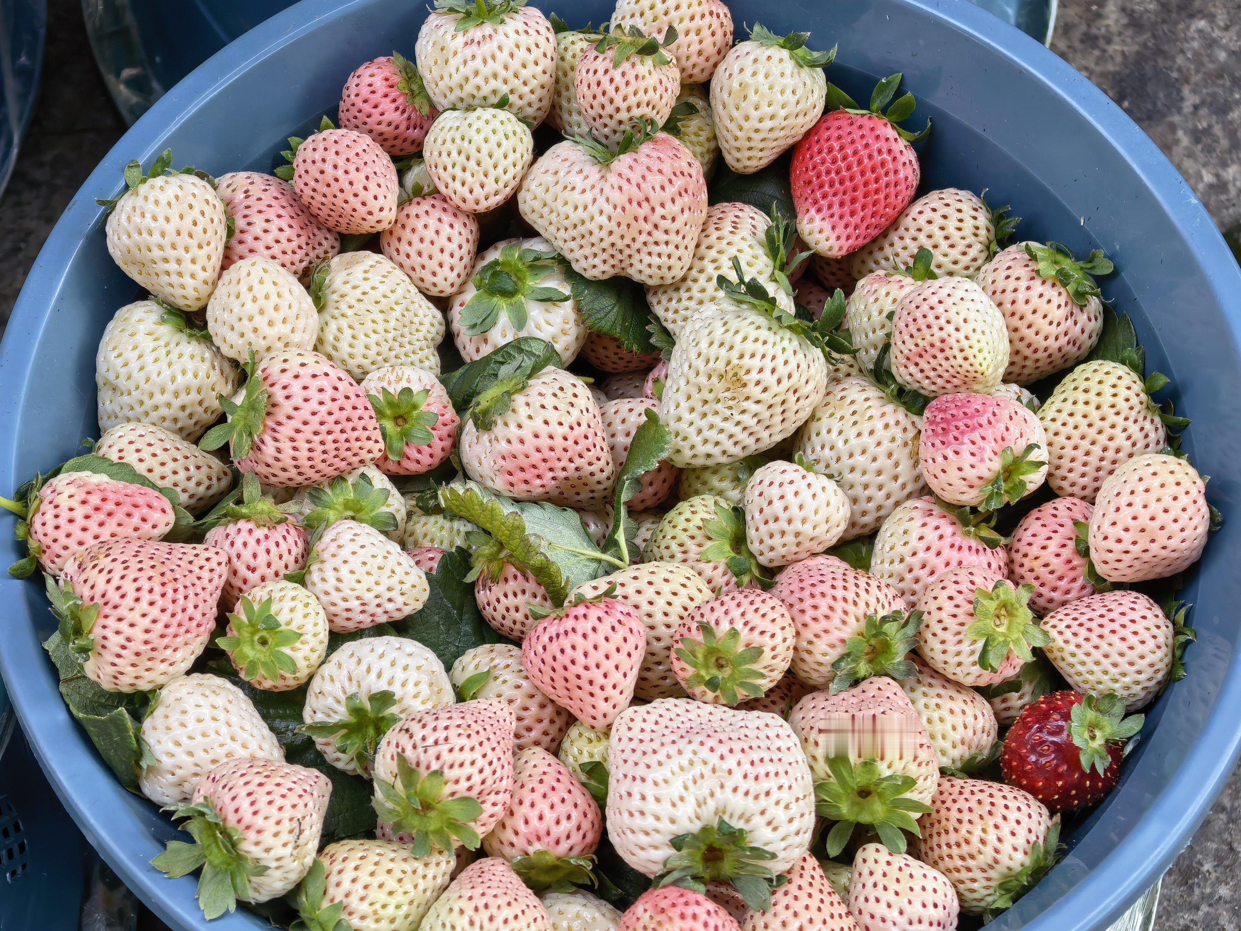 最近满大街都是草莓，5块到30块不等