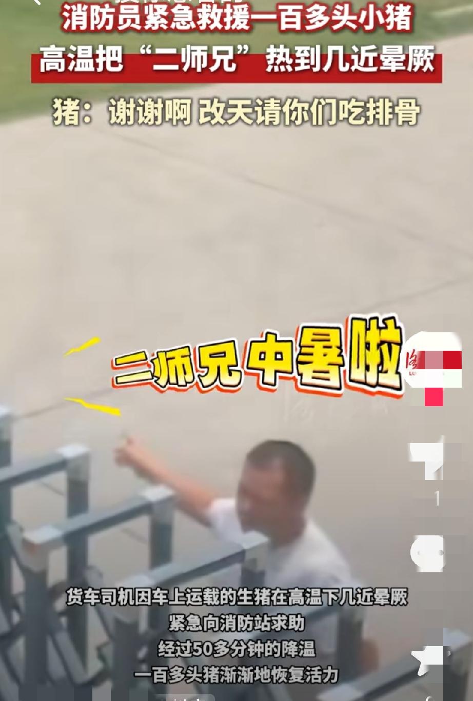 近日，江苏徐州一货车司机将车停到消防队门口，大声呼喊：“同志，我的猪中暑了！”随