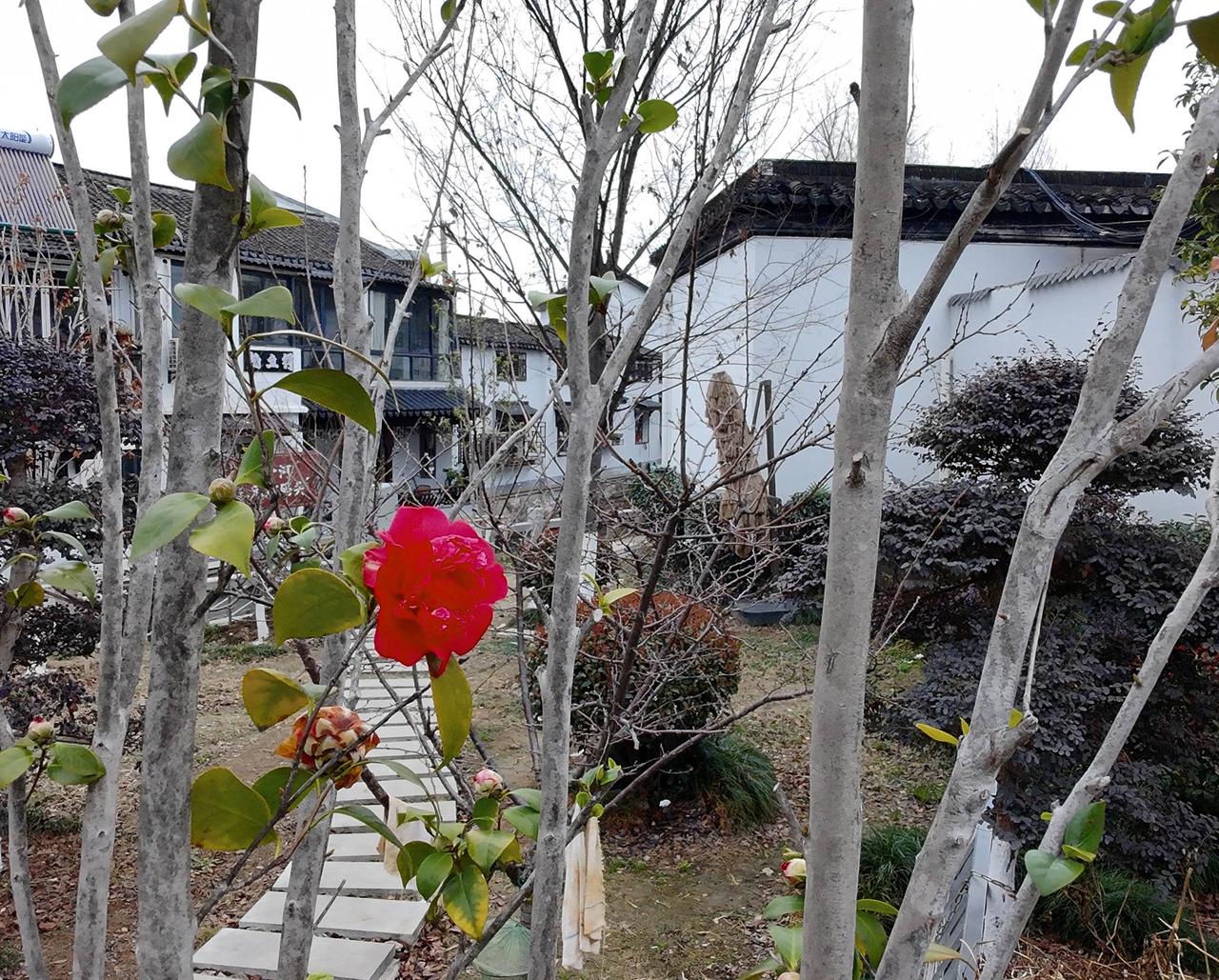 空枝立晓霜，
无叶衬红妆。
不与春争色，
孤妍胜众香。