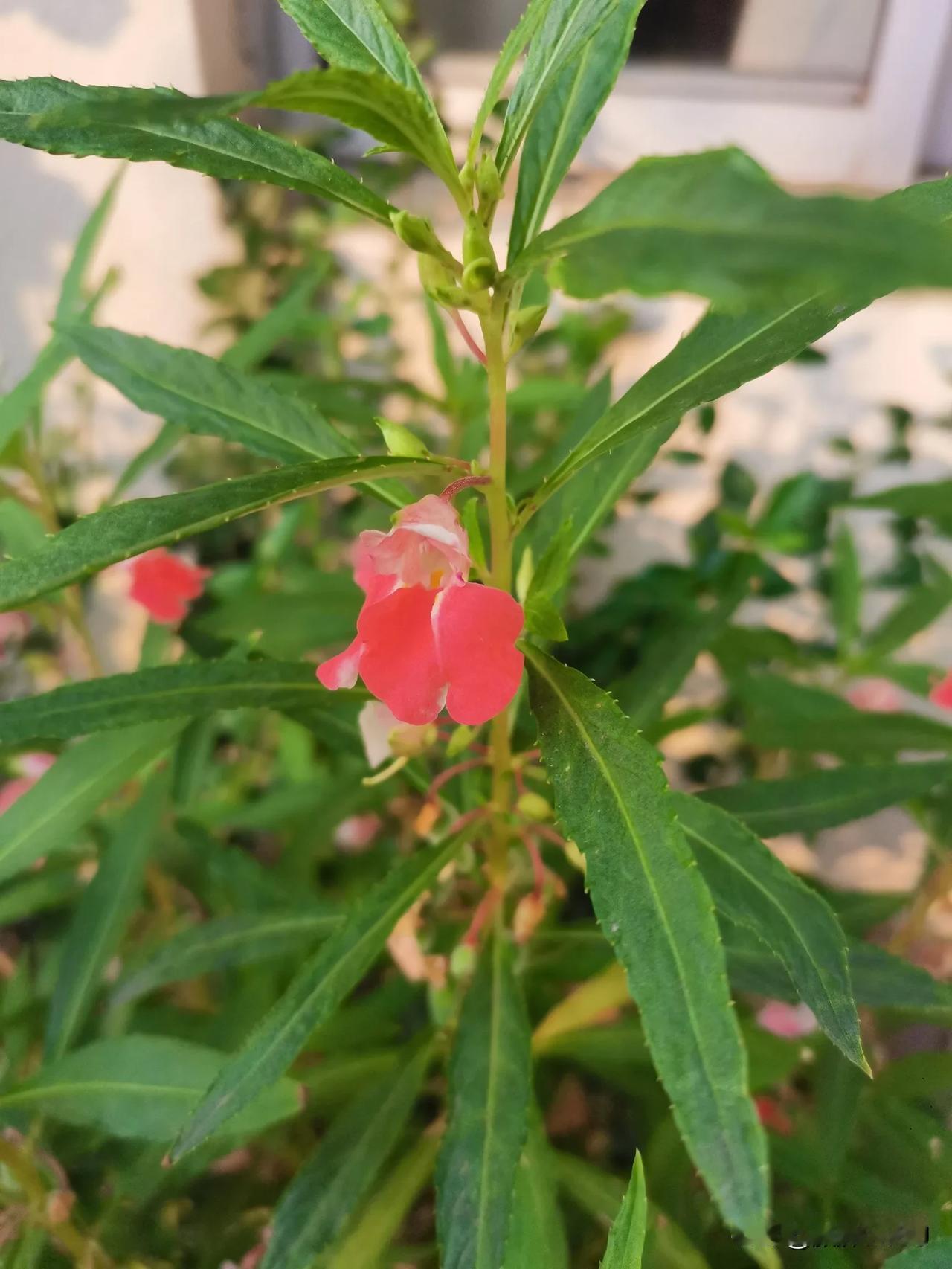 秋天露台的花儿们
各色凤仙花从初夏开到初冬，
吸引着一波一波的蜜蜂，热闹得很；