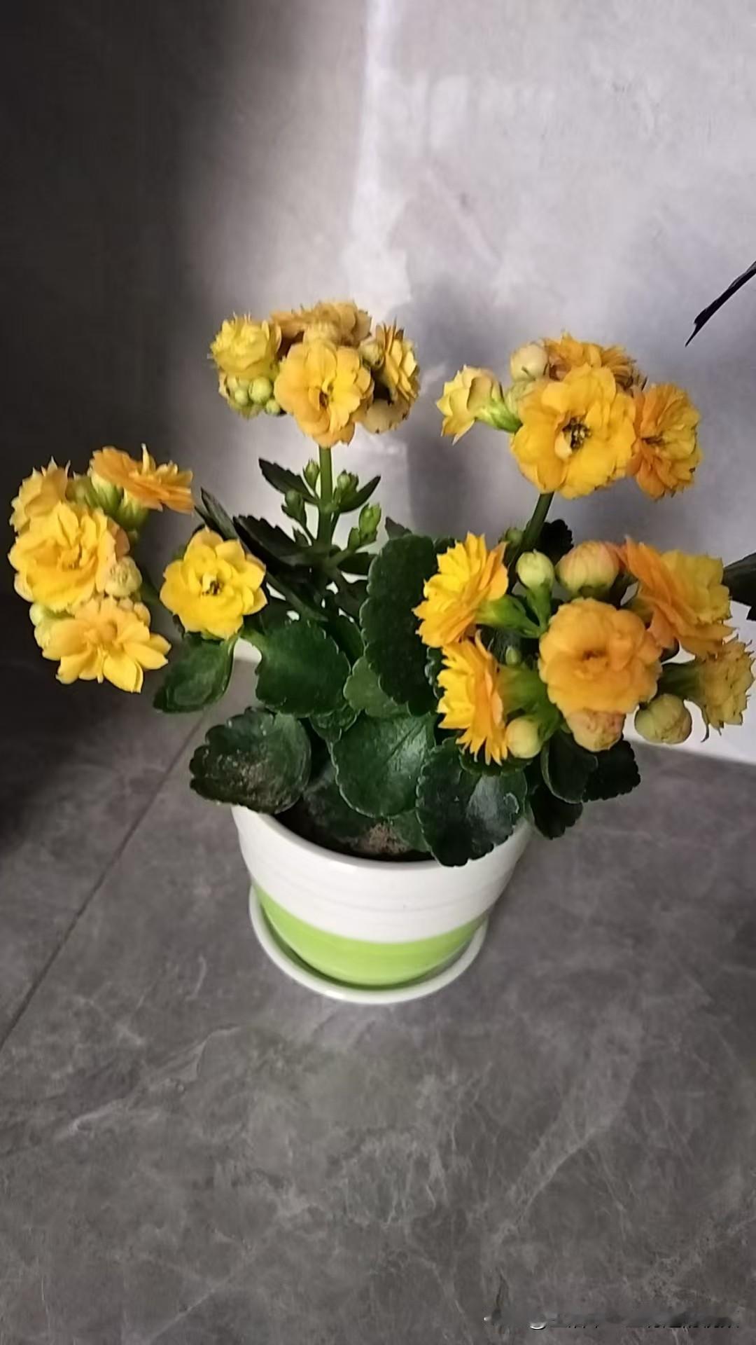 发一张你相册最近拍的花楼下的小花花，开的很漂亮吧？公园里拍的花 花园一角的花