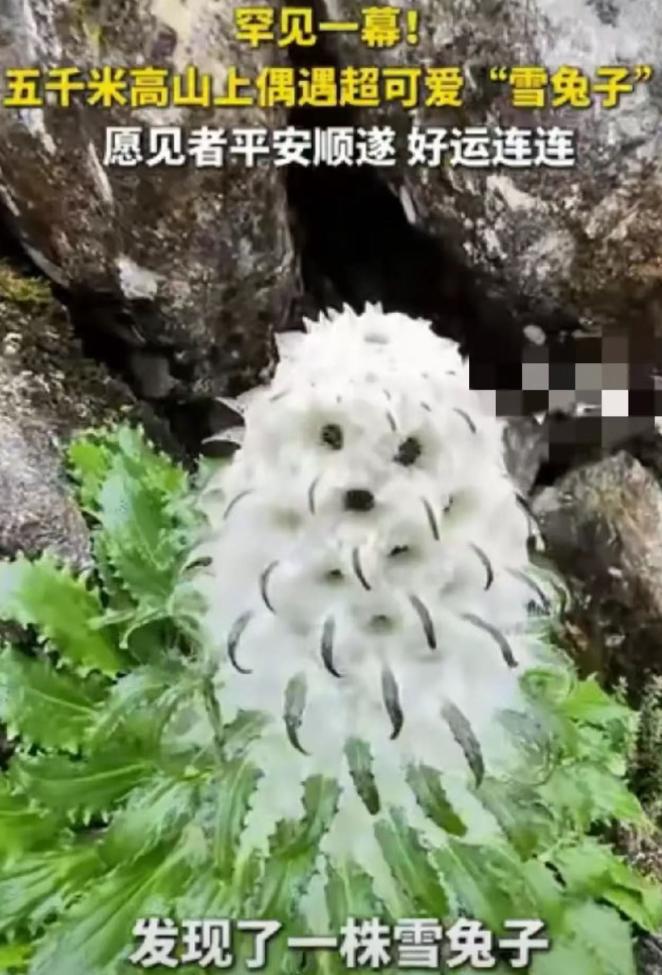 近期，一名户外徒步爱好者在喜马拉雅山脉海拔五千米的无人雪域，拍到了罕见的一幕。