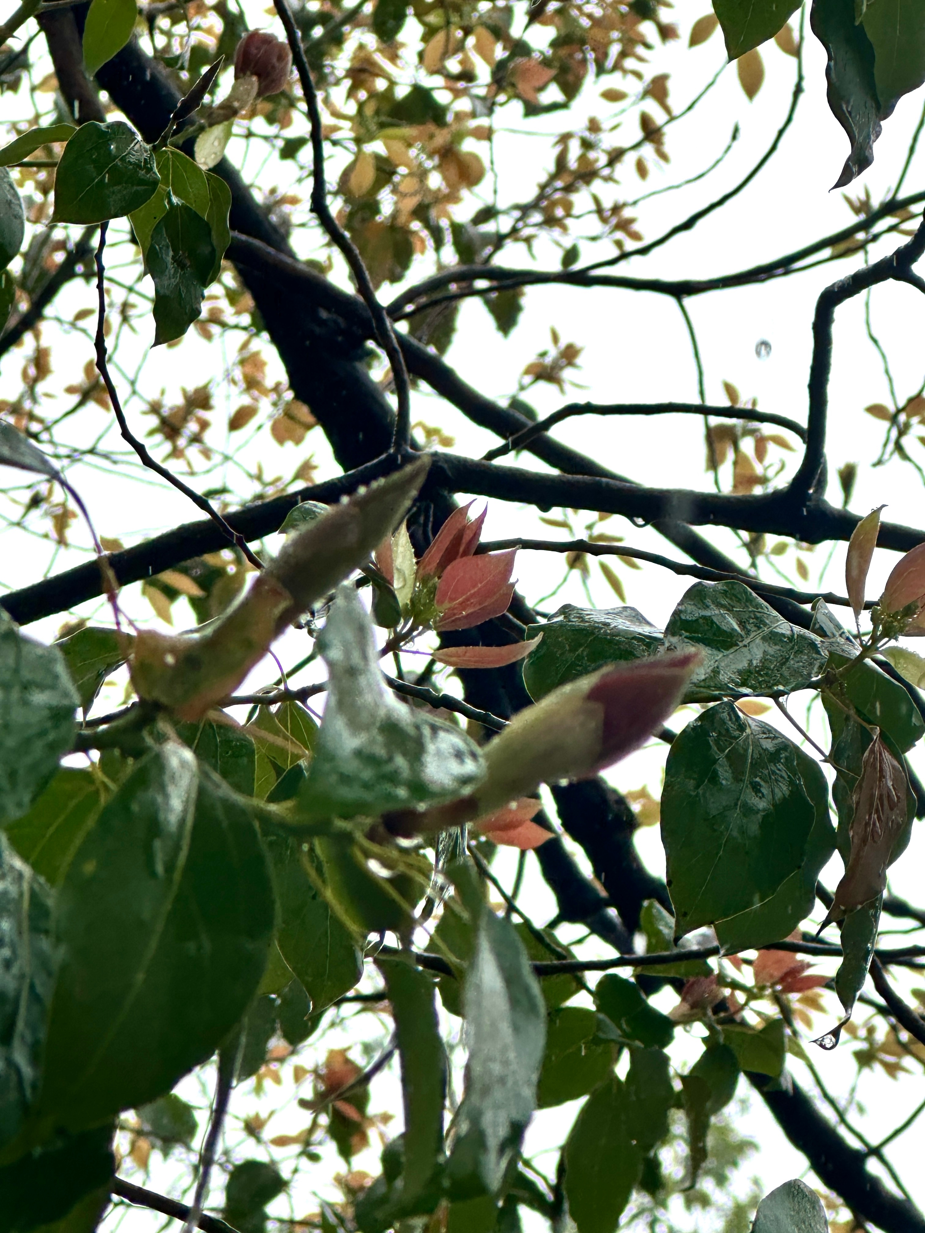 🌧️春雨🌧️ 