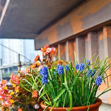 楼顶那盆葡萄风信子，在阴冷大雨里开满了碧蓝色的花。
雨哗哗地下，气温低得不像话。