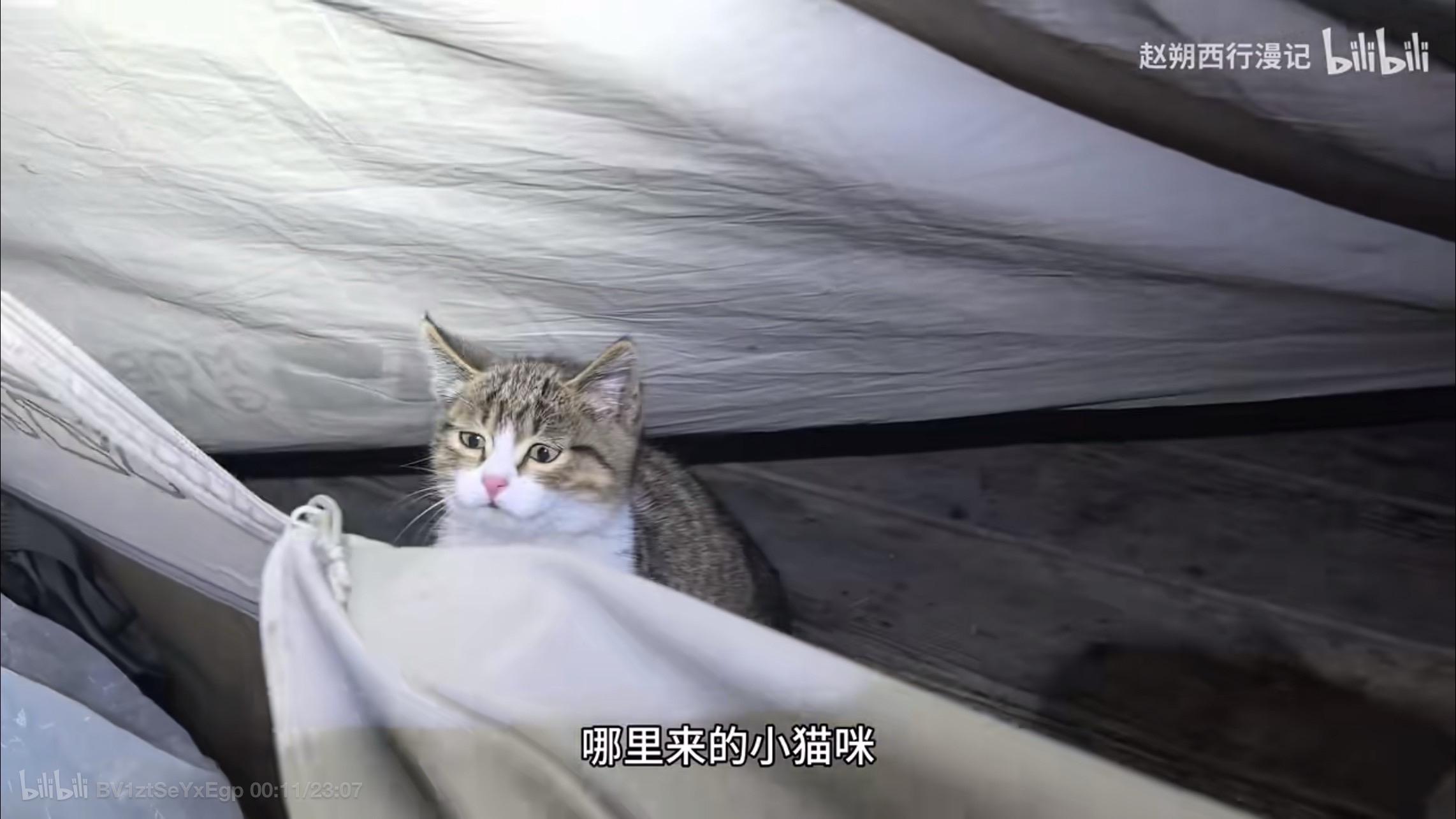 哪里来的小猫咪