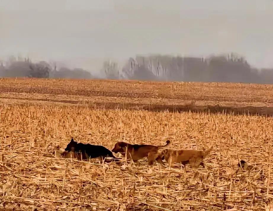 坐标长春市，七只抱团逃难的狗狗，感动了整个网络，而狗贩子翻车后还面临瘫痪。

近