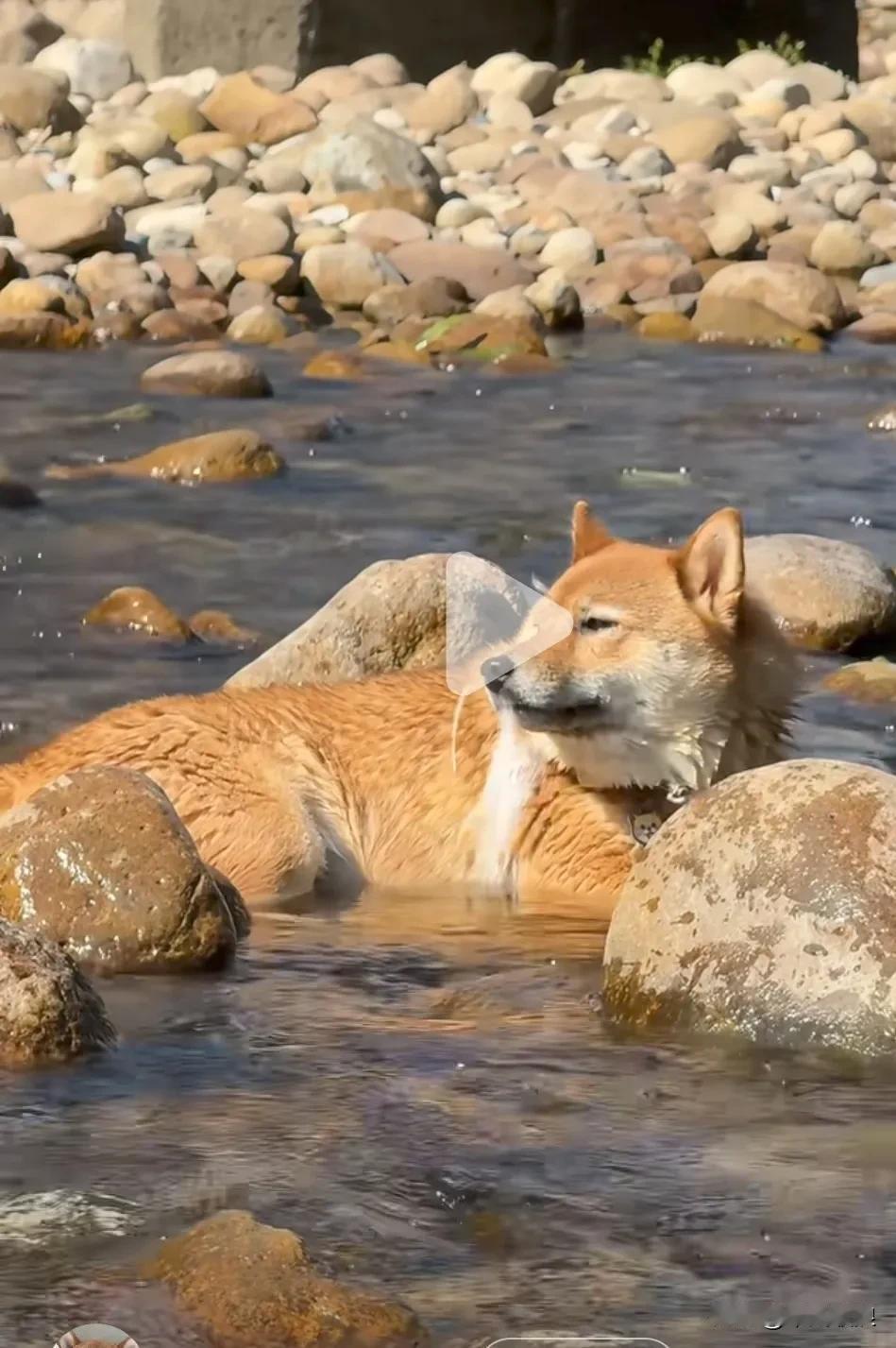 今天路过山区小路旁的河边时，发现一只果子狸躺在浅水河水里。我在远处看着它，它也眼