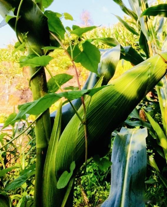 秋收的农人🌽
人生就像这根玉米
不必追求多么耀眼
饱满与否
只有自己知道呀
沉