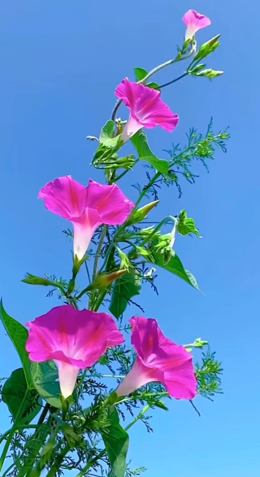蓝天下的几朵粉色牵牛花在盛开。 大家看看 这花🌸儿是我们小时候见过的喇叭📢花