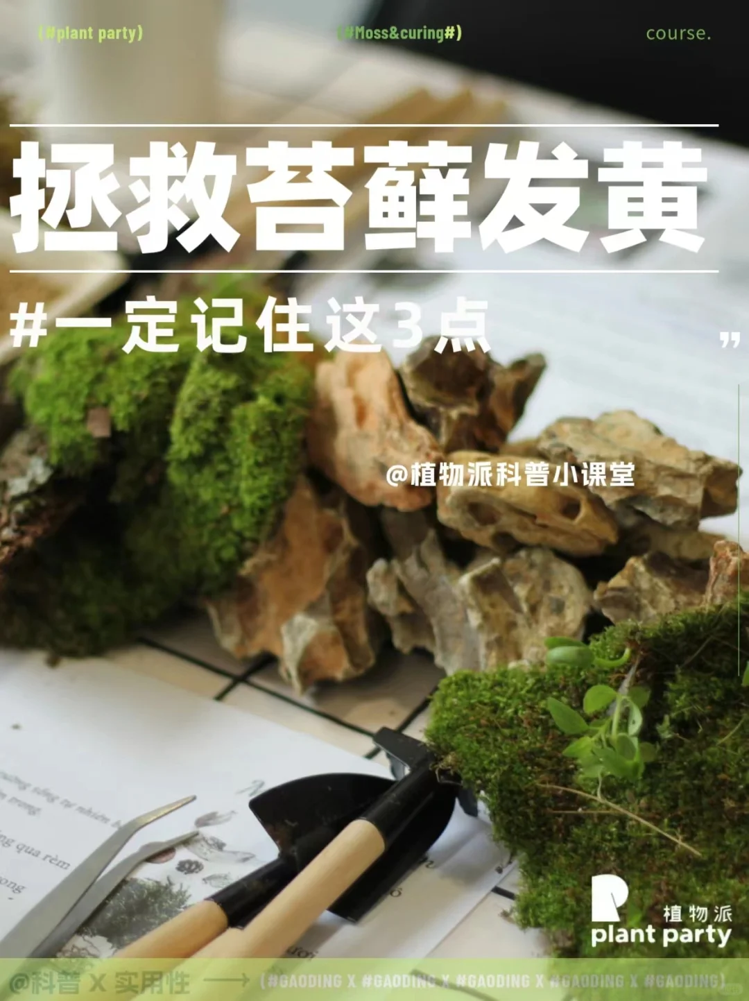 苔藓发黄秒救回！！杀手们进来抄作业