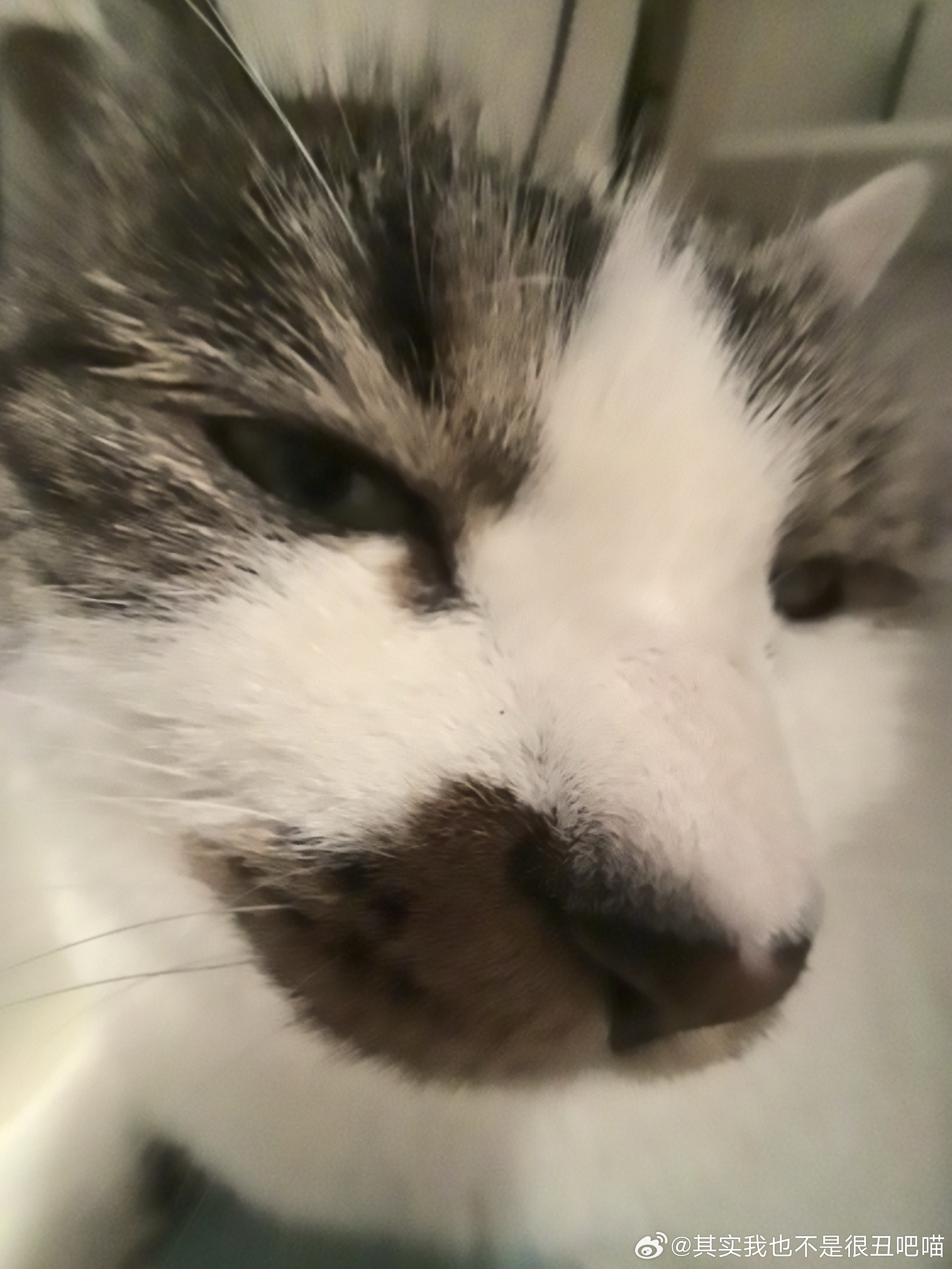 49785【丑猫】你很猥琐诶 