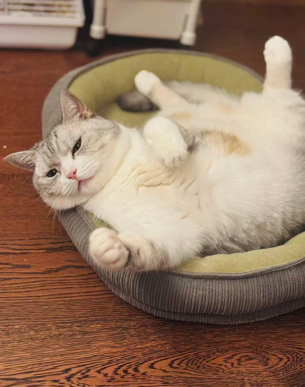 最美的粽子🐈 