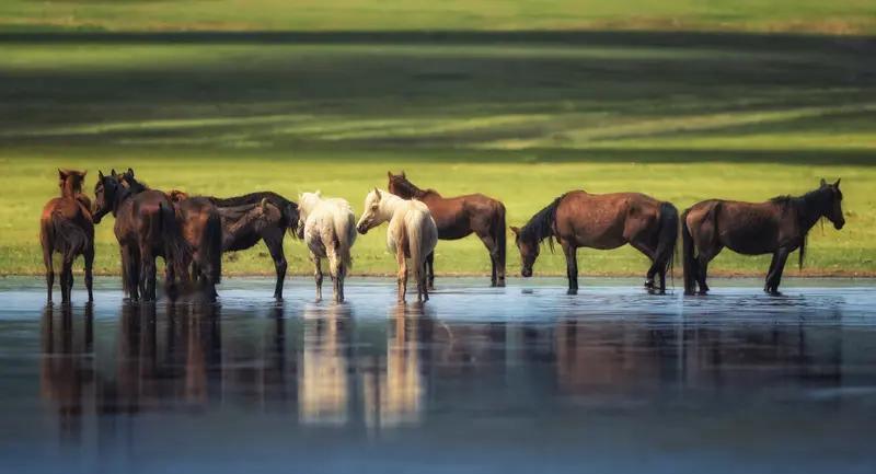12月5日，黑龙江黑河嫩江市七星泡农场13匹马不幸溺亡，冰封真相令人痛心。
12