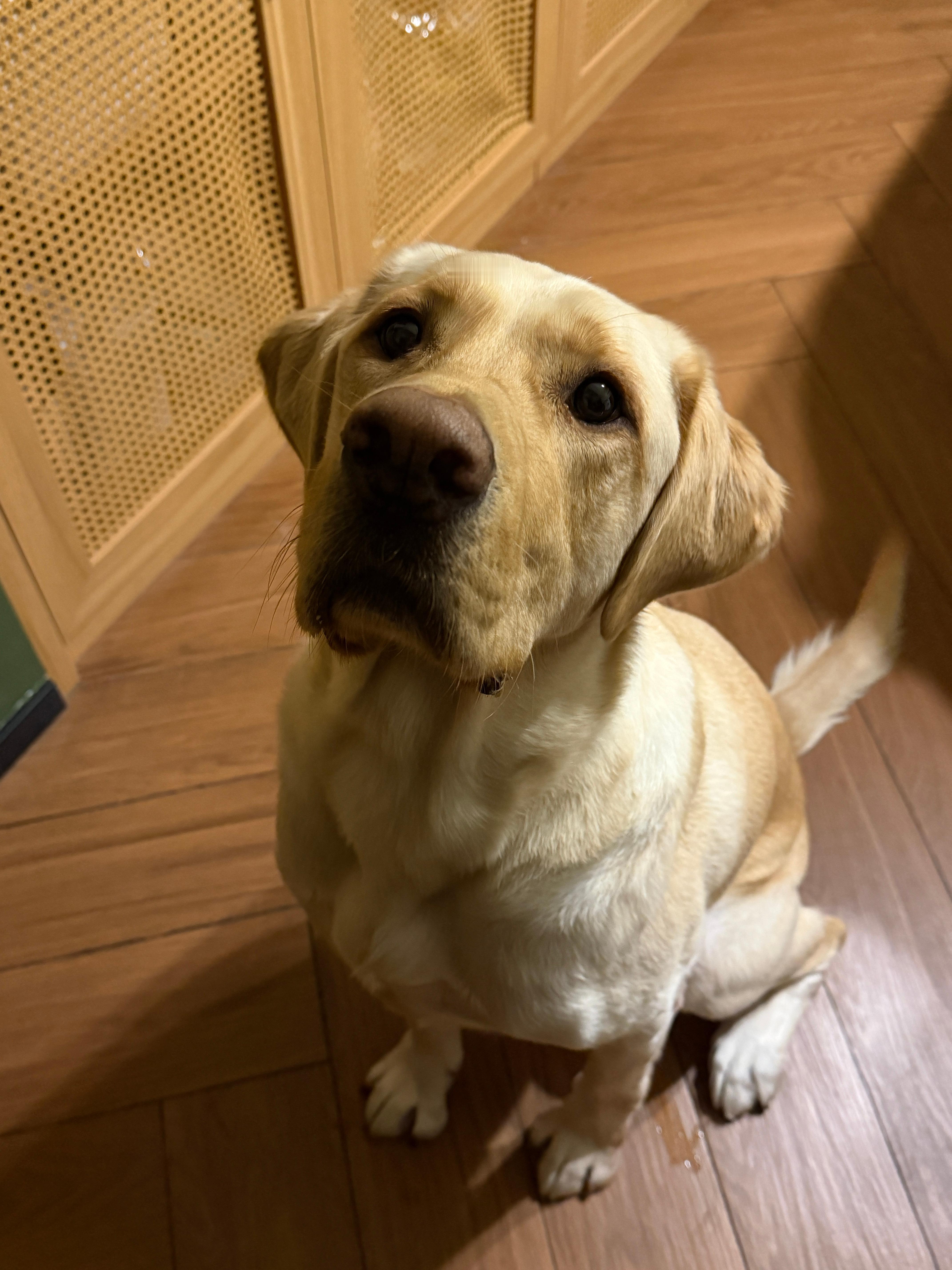 早好久没五点起来赶飞机了狗爷过来意思了意思继续趴沙发上睡觉了是被货拉拉包围的清晨