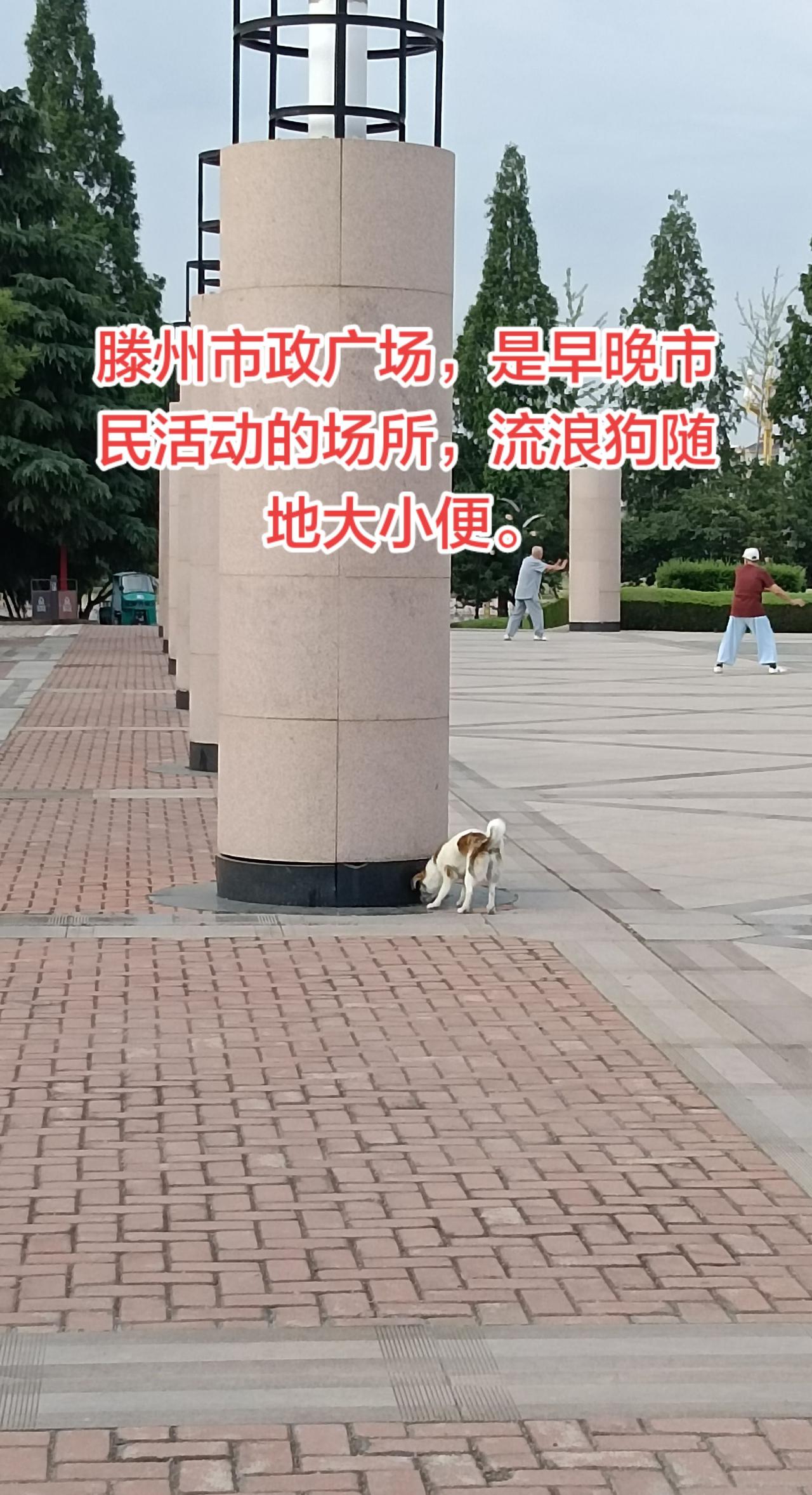 滕州市政广场里的流浪狗，随地大小便。滕州，公园，广场都有明文规定，宠物狗，禁止入