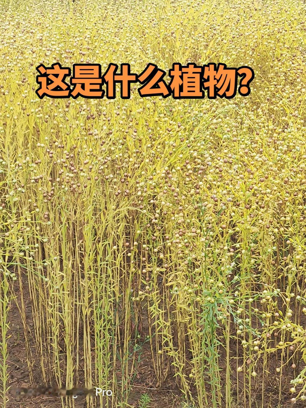 这是什么植物？