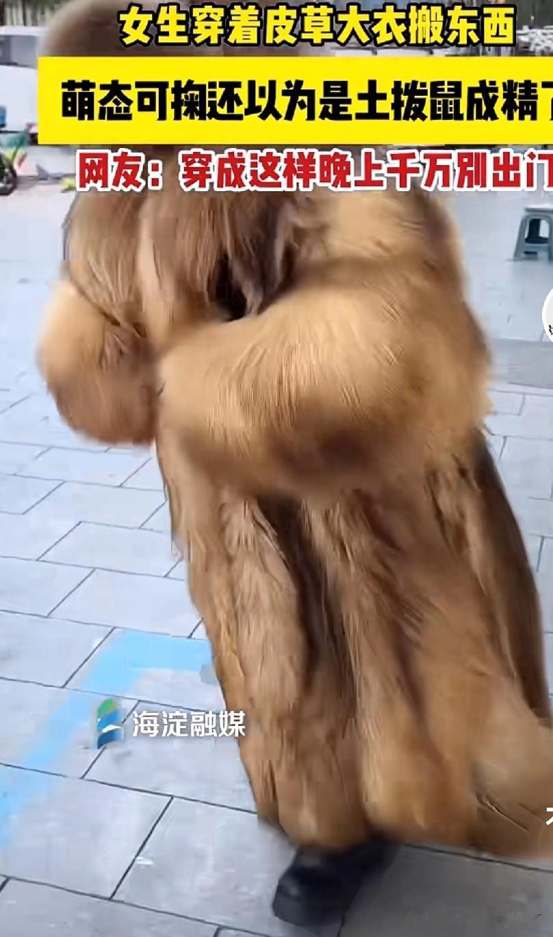 这也太逗了！一女子，穿着皮草搬东西。由于她的个子矮，身体又胖！所以，走起路来是憨